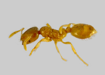 Gelbe Diebsameise  (Solenopsis fugax) - © Hannes Müller