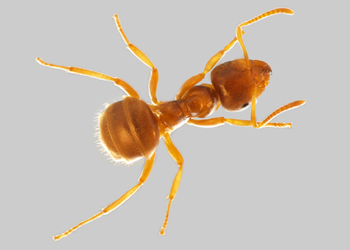 Gelbe Wiesenameise  (Lasius flavus) - © Hannes Müller