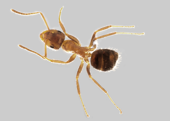 Zweifarbige Wegameise  (Lasius emarginatus) - © Hannes Müller