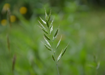 Weiche Trespe (Bromus hordeaceus) - © Bernard Wieser