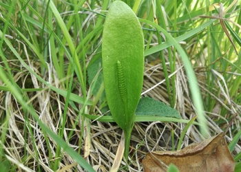 Natternzunge (Ophioglossum vulgatum)