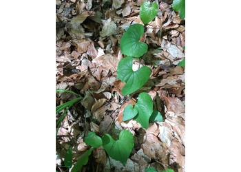 Schmerwurz (Dioscorea communis) - © Bernard Wieser