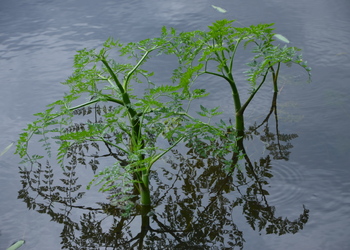 Wasserfenchel (Oenanthe aquatica) - © Bernard Wieser