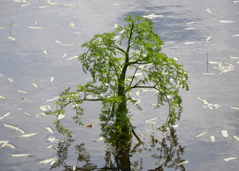 Wasserfenchel (Oenanthe aquatica) - © Bernard Wieser