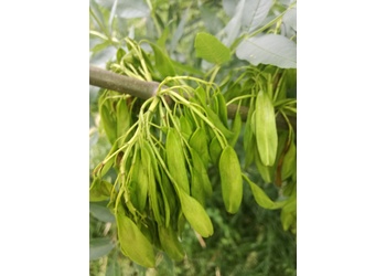 Gewöhnliche Esche (Fraxinus excelsior) - © Bernard Wieser
