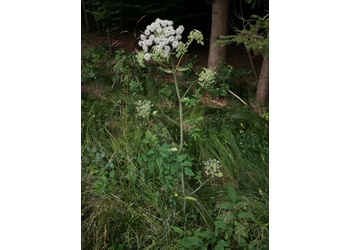 Wild-Engelwurz (Angelica sylvestris) - © Bernard Wieser