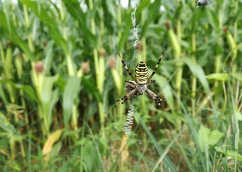 Wespenspinne (Argiope bruennichi) - © Bernard Wieser