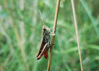 Brauner Grashüpfer (Corthippus brunneus) - © Bernard Wieser