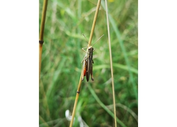 Brauner Grashüpfer (Corthippus brunneus) - © Bernard Wieser
