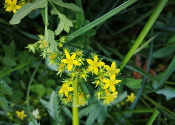 Flügel-Johanniskraut (Hypericum tetrapterum) - © Bernard Wieser