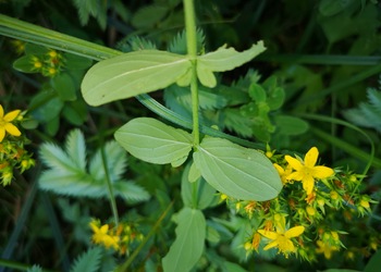 Flügel-Johanniskraut (Hypericum tetrapterum) - © Bernard Wieser