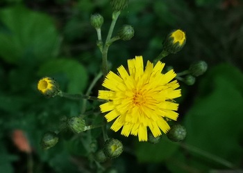Savoyer Habichtskraut (Hieracium sabaudum) - © Bernard Wieser
