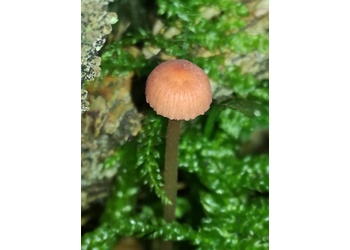 Rosaschneidiger Helmling (Mycena rosella) - © Bernard Wieser