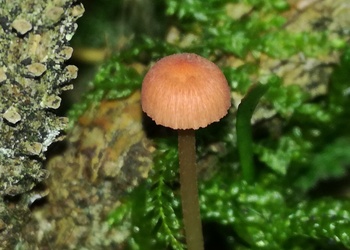 Rosaschneidiger Helmling (Mycena rosella) - © Bernard Wieser
