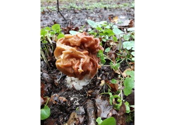 Riesenlorchel (Gyromitra gigas) - © Bernard Wieser