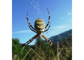 Wespenspinne (Argiope bruennichi) - © Alexander Platz