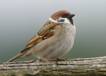 Feldsperling (Passer montanus) - © Alois Absenger
