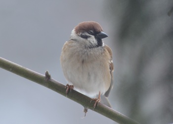 Feldsperling (Passer montanus) - © Bernard Wieser