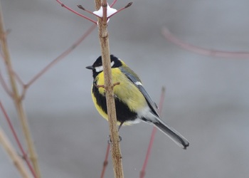 Kohlmeise (Parus major) - © Bernard Wieser