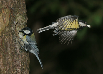 Kohlmeise (Parus major) - © Alois Absenger