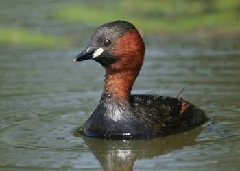 Zwergtaucher (Tachybaptus ruficollis) - © Alois Absenger