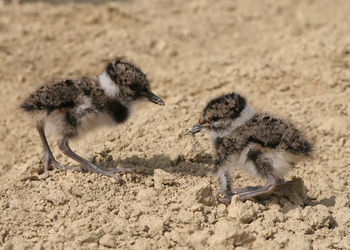Kiebitz (Vanellus vanellus) - © Alois Absenger