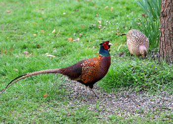 Jagdfasan (Phasianus colchicus ssp.) - © Alois Absenger