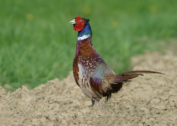 Jagdfasan (Phasianus colchicus ssp.) - © Alois Absenger