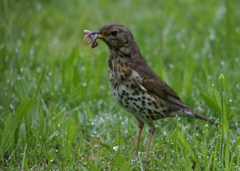 Singdrossel (Turdus philomelos) - © Alois Absenger