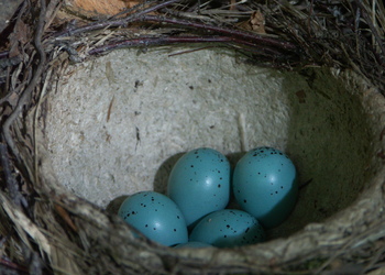 Singdrossel (Turdus philomelos) - © Bernard Wieser