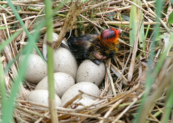 Bläßhuhn (Fulica atra) - © Alois Absenger