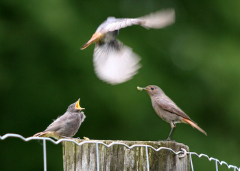 Hausrotschwanz (Phoenicurus ochruros) - © Alois Absenger