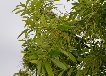 Edelkastanie (Castanea sativa)