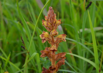Blutrote Sommerwurz (Orobanche gracilis) - © Bernard Wieser