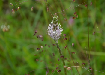 Mittlerer Wegerich (Plantago media) - © Bernard Wieser