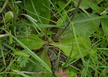 Mittlerer Wegerich (Plantago media) - © Bernard Wieser