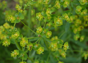 Esels-Wolfsmilch (Euphorbia esula) - © Bernard Wieser