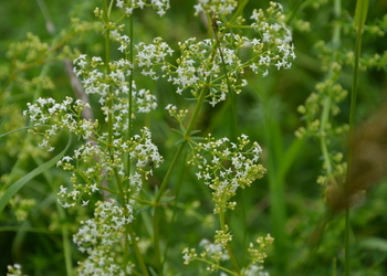 Kleines Wiesen-Labkraut (Galium mollugo) - © Bernard Wieser