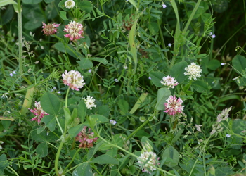 Hybridklee, Schwedenklee (Trifolium hybridum) - © Bernard Wieser