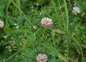 Hybridklee, Schwedenklee (Trifolium hybridum) - © Bernard Wieser