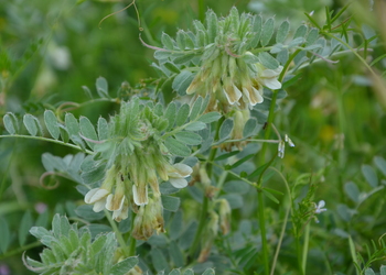 Pannonische Wicke (Vicia pannonica) - © Bernard Wieser