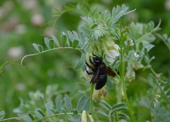 Pannonische Wicke (Vicia pannonica) - © Bernard Wieser