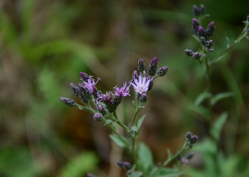 Färber-Scharte (Serratula tinctoria) - © Bernard Wieser