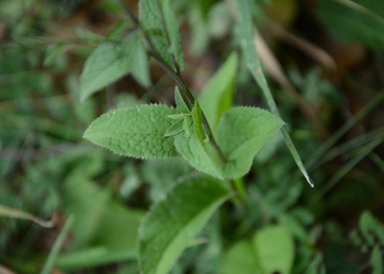 Färber-Scharte (Serratula tinctoria) - © Bernard Wieser