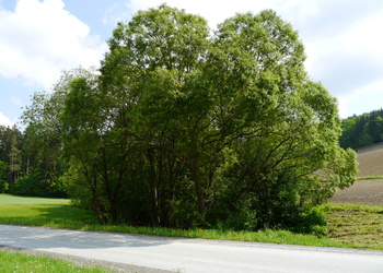 Bruchweide (Salix fragilis) - © Patrick Schwager