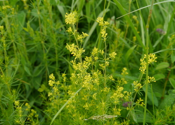 Echtes Labkraut (Galium verum) - © Patrick Schwager