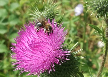Gewöhnliche Kratzdistel (Cirsium vulgare) - © Bernard Wieser