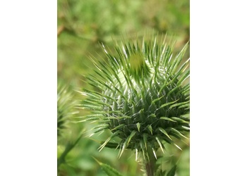 Gewöhnliche Kratzdistel (Cirsium vulgare) - © Bernard Wieser
