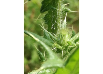 Gewöhnliche Kratzdistel (Cirsium vulgare) - © Bernard Wieser