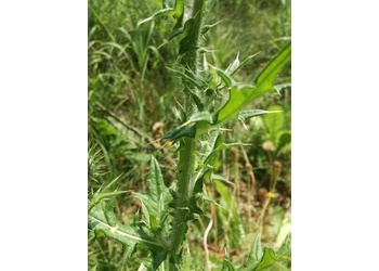 Gewöhnliche Kratzdistel (Cirsium vulgare) - © Bernard Wieser